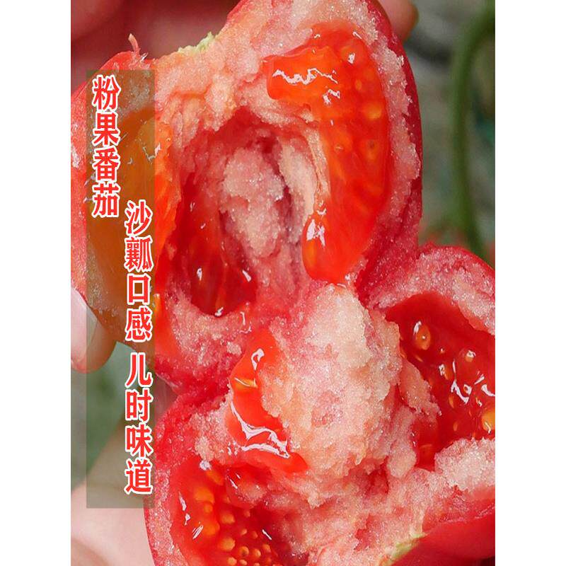 老品种番茄苗秧沙瓤西红柿