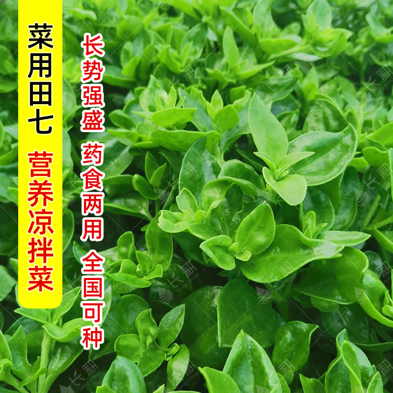 田七种苗穿心莲子春夏四季