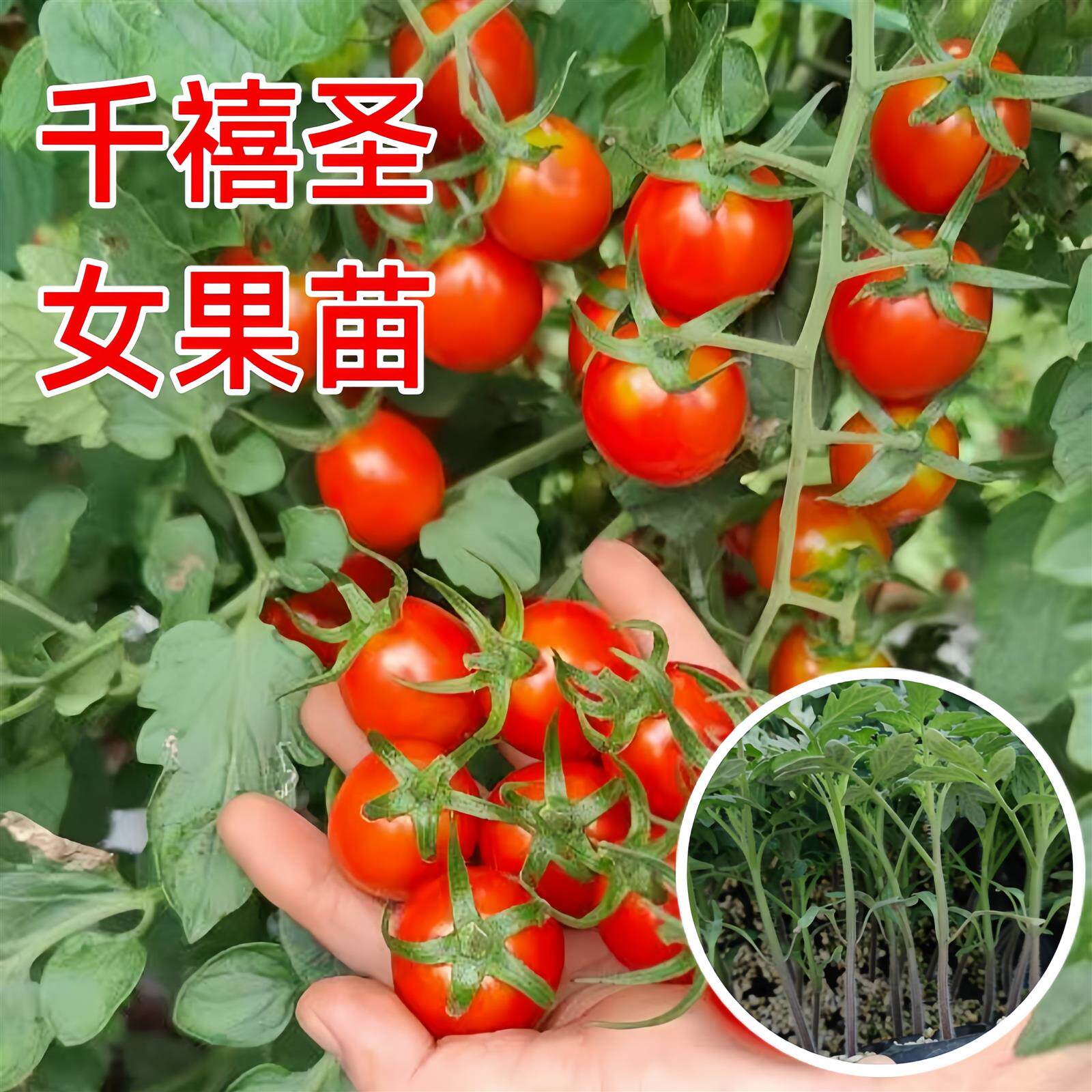 千禧圣女果苗秧樱桃西红柿