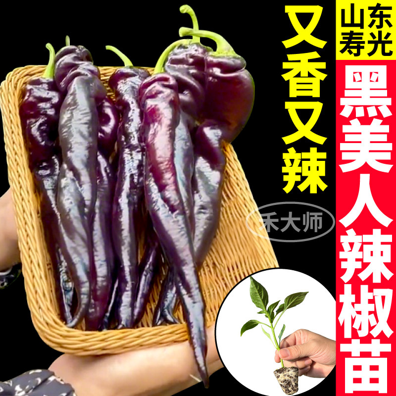 寿光黑美人辣椒苗秧高产紫