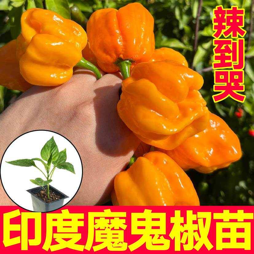 变态辣红黄魔鬼椒苗秧正宗