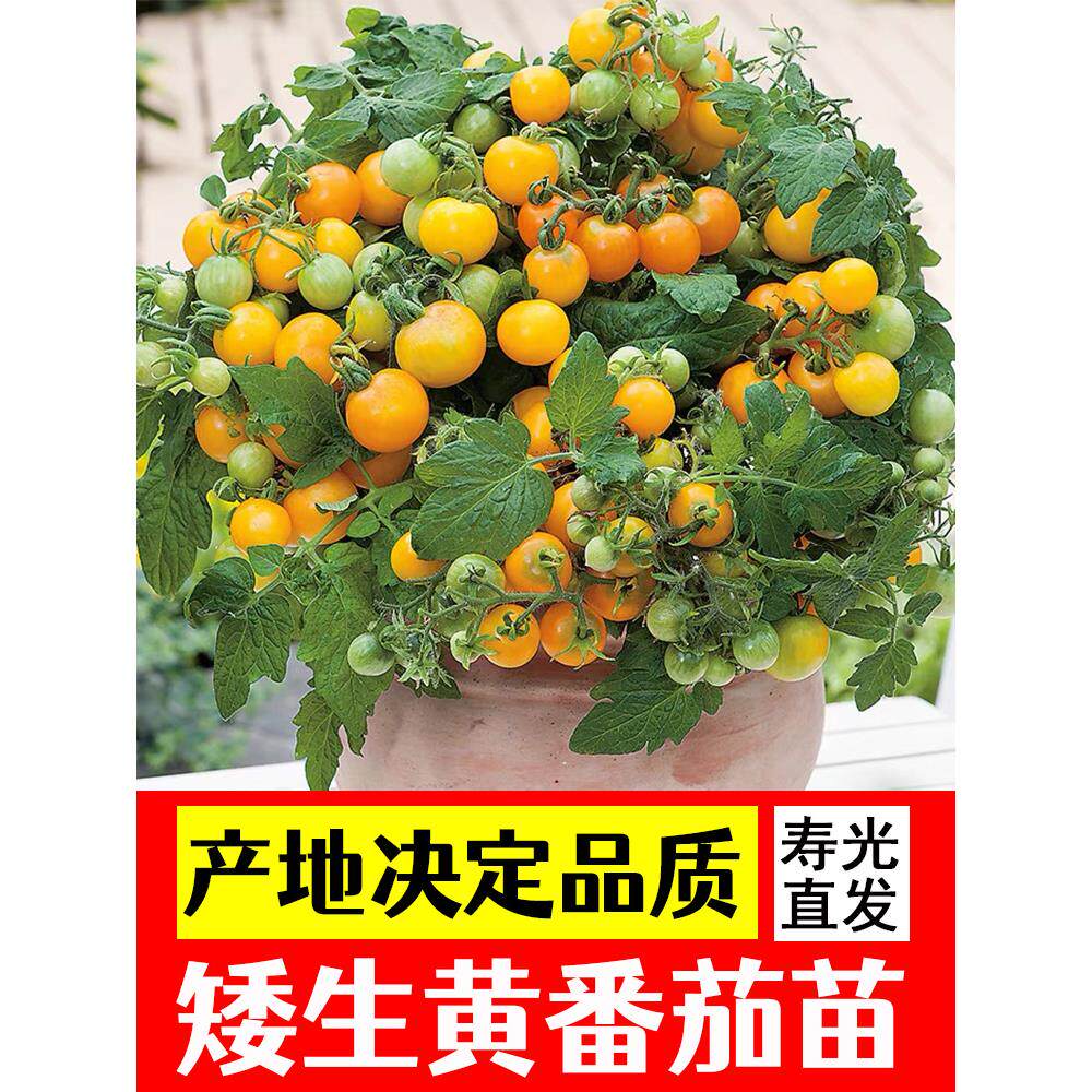 矮生黄盆栽番茄种子室内四