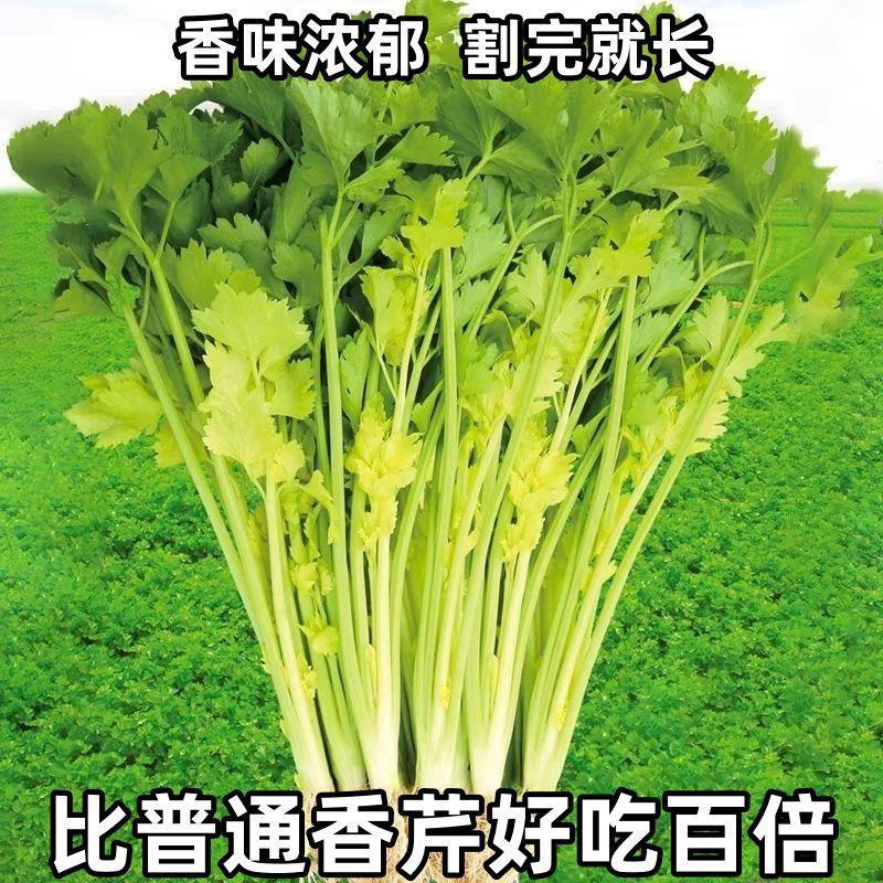 四季黄心芹菜苗带土秧根种