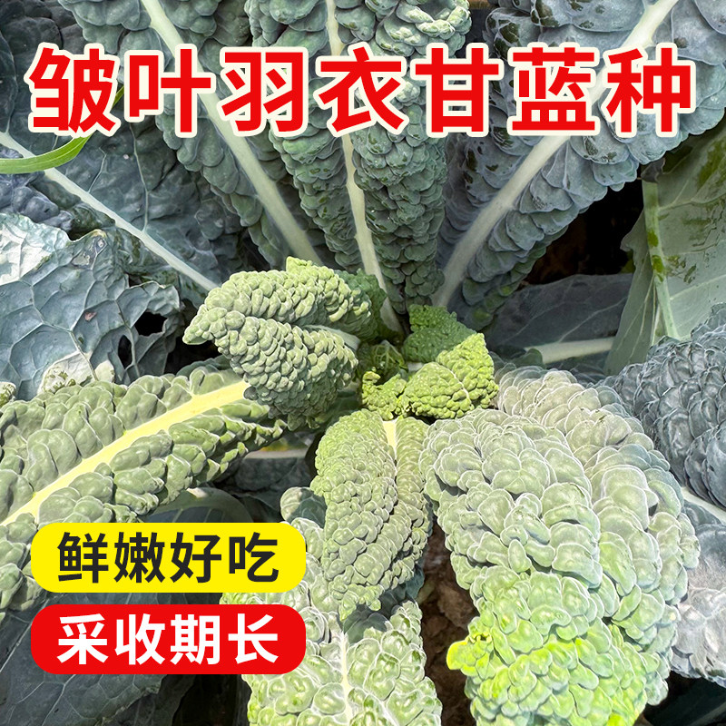 皱叶羽衣甘蓝种子黑菜青阳