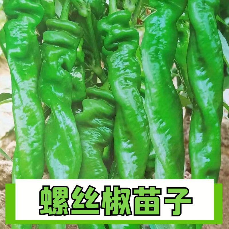 正宗螺丝椒苗子阳台盆栽