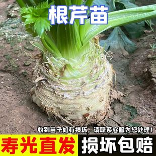 根芹苗子秧苗洋芹菜苗大疙瘩老桩种球地中海四季阳台盆栽根茎高产