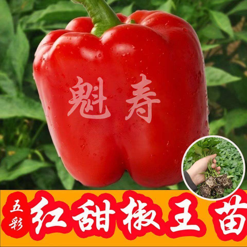 特大甜椒种苗青灯笼菜辣子