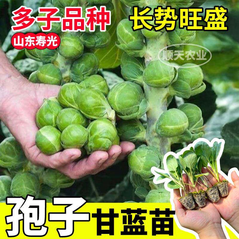 寿光正宗孢子甘蓝苗秧抱迷