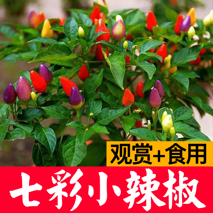 七彩小辣椒苗盆栽可观赏食