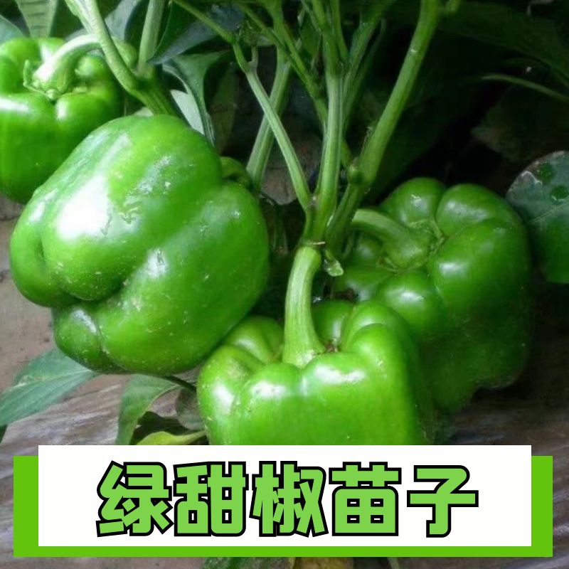 正宗绿甜椒种子苗子四季高产苗