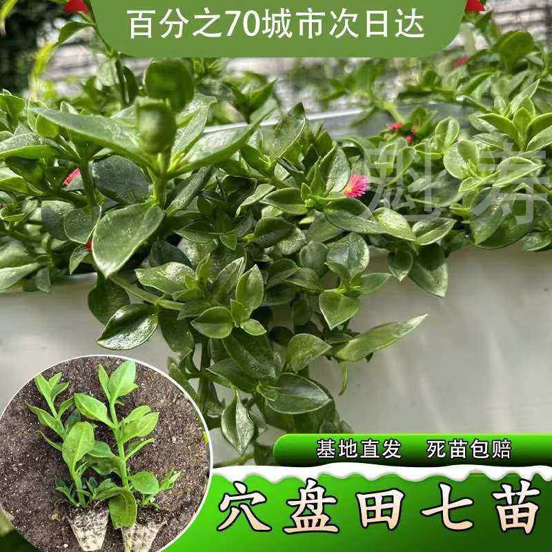 食用养生田七种苗特色野菜