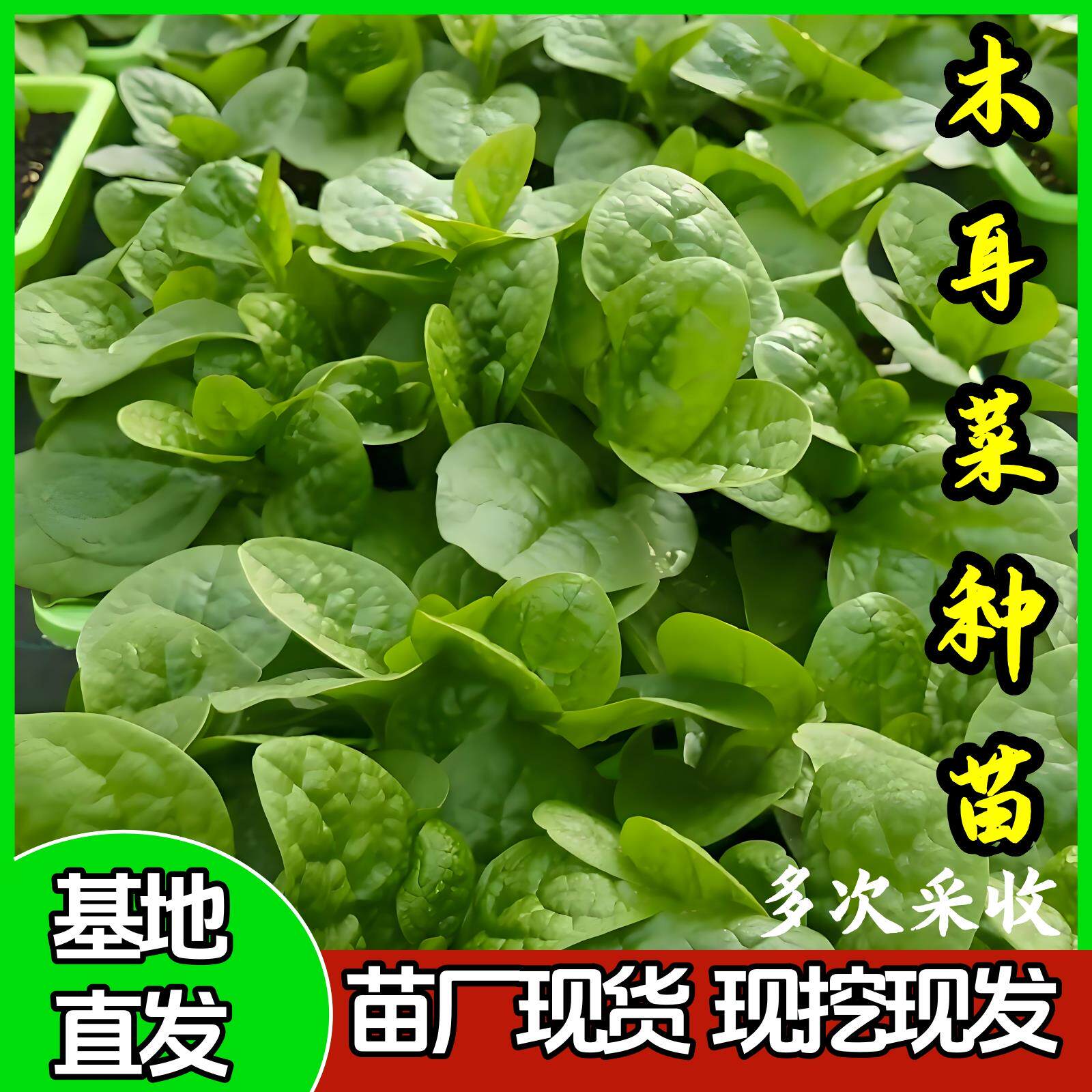 大叶木耳菜苗爬藤阳台盆栽