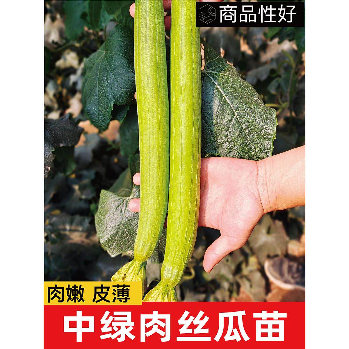 荷兰进口杂交鲜花肉丝瓜苗