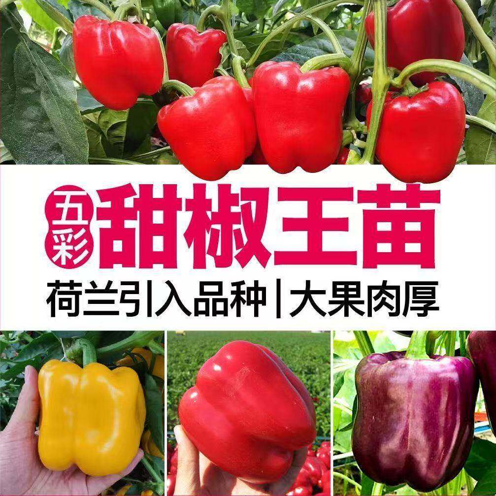 五彩甜椒王苗秧红黄紫种子