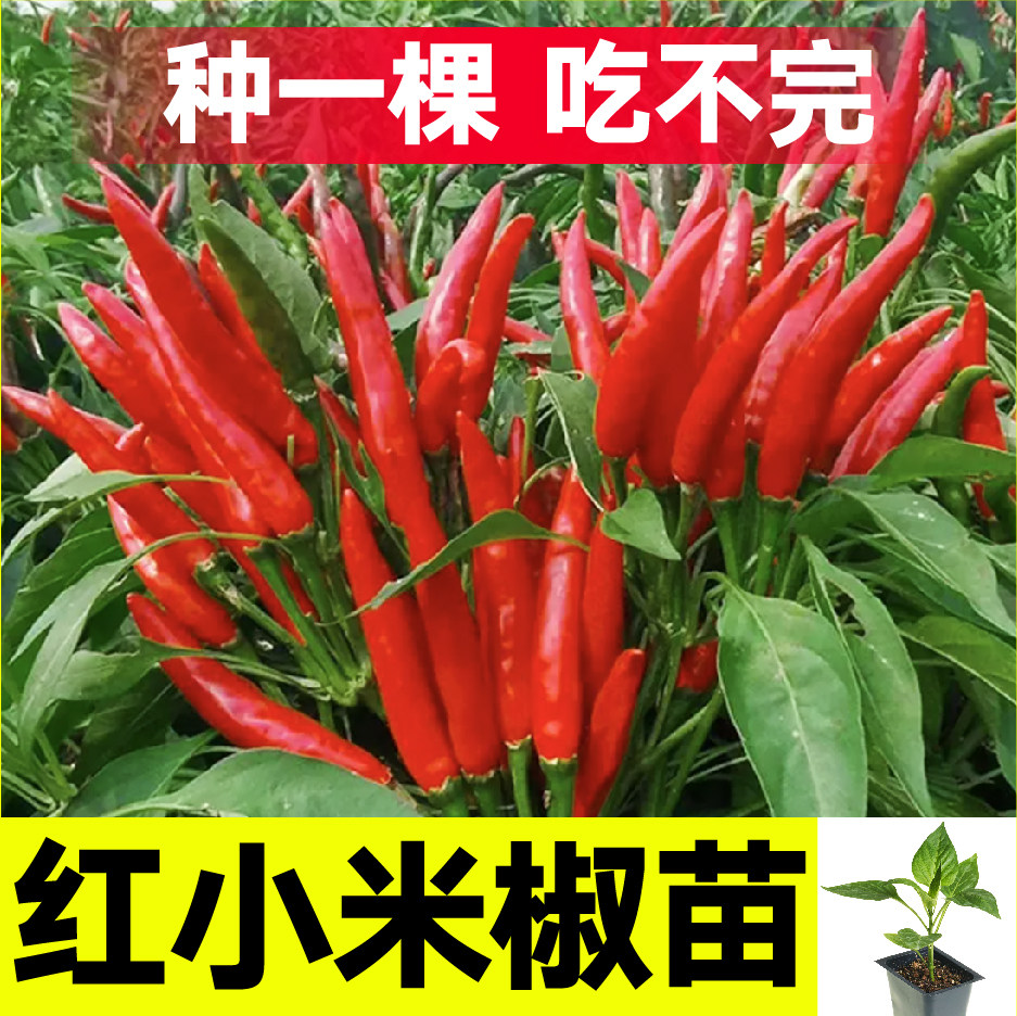 寿光高产特辣红小米椒苗秧