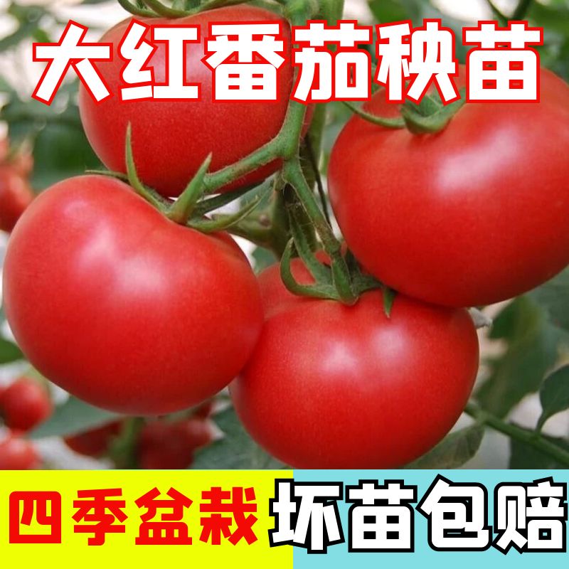 大红番茄种苗超甜果西柿子