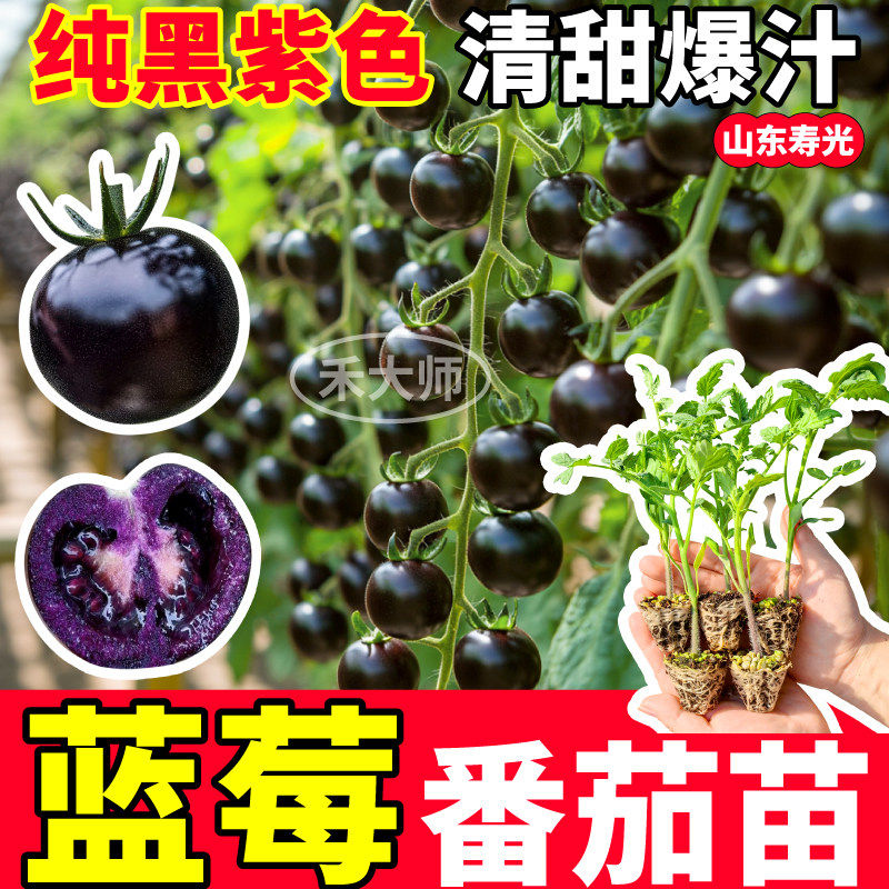 寿光蓝莓番茄苗秧清甜爆汁