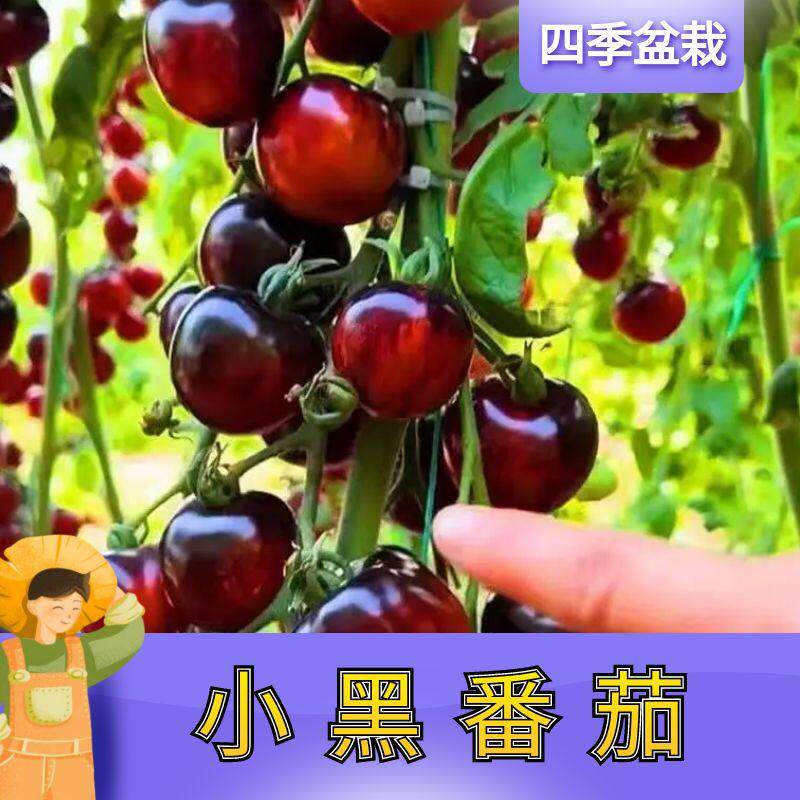 黑珍珠番茄苗秧苗巧克力小黑番茄苗黑圣女果苗樱桃柿子苗四季阳台