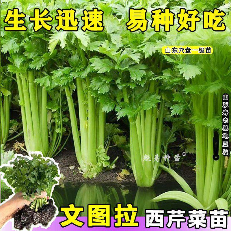 文图拉西芹苗大肉西芹香味浓郁阳台盆栽庭院蔬菜