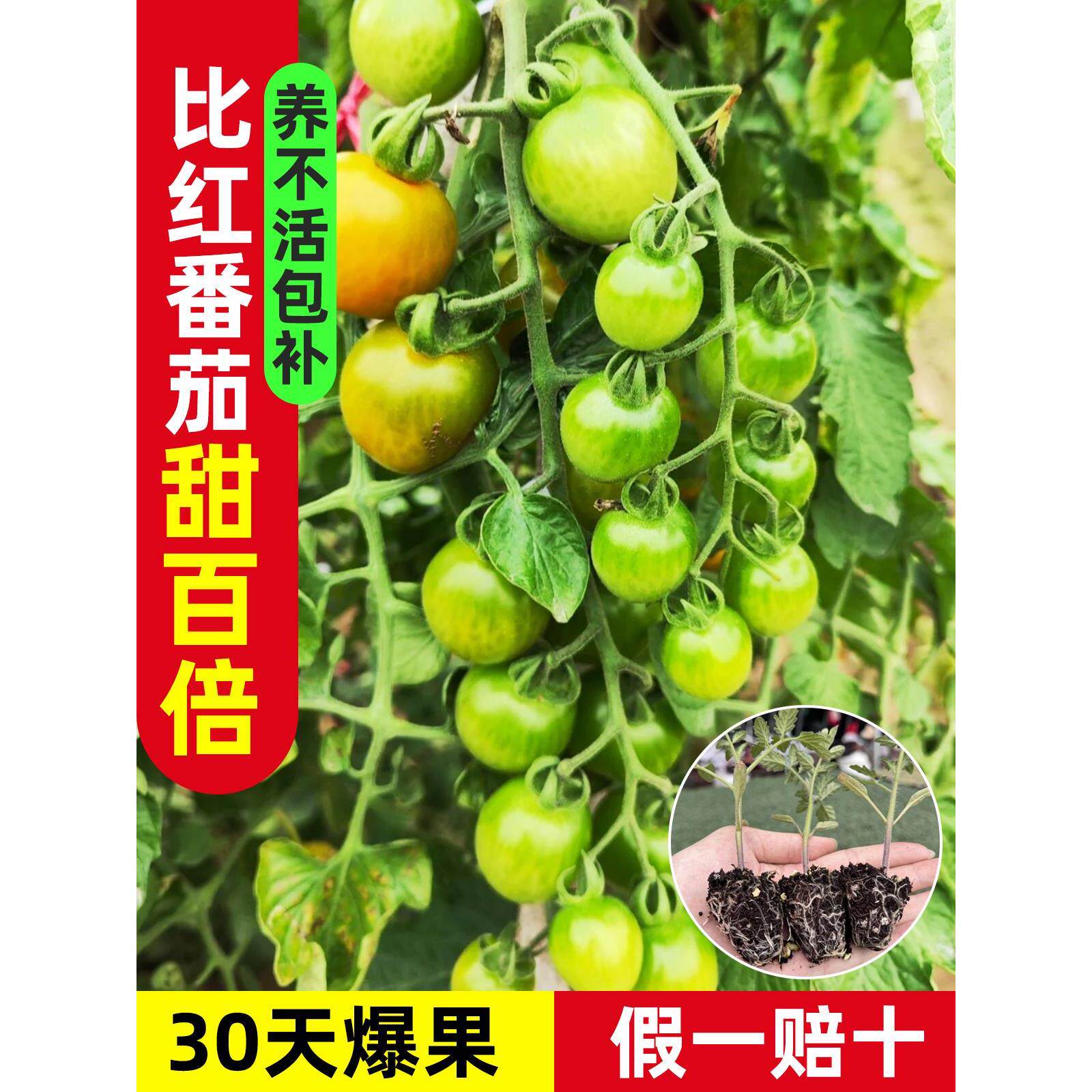 超甜青2号小番茄苗秧绿色