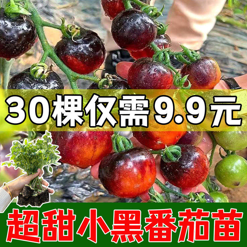 黑美人小珍珠番茄种子苗西