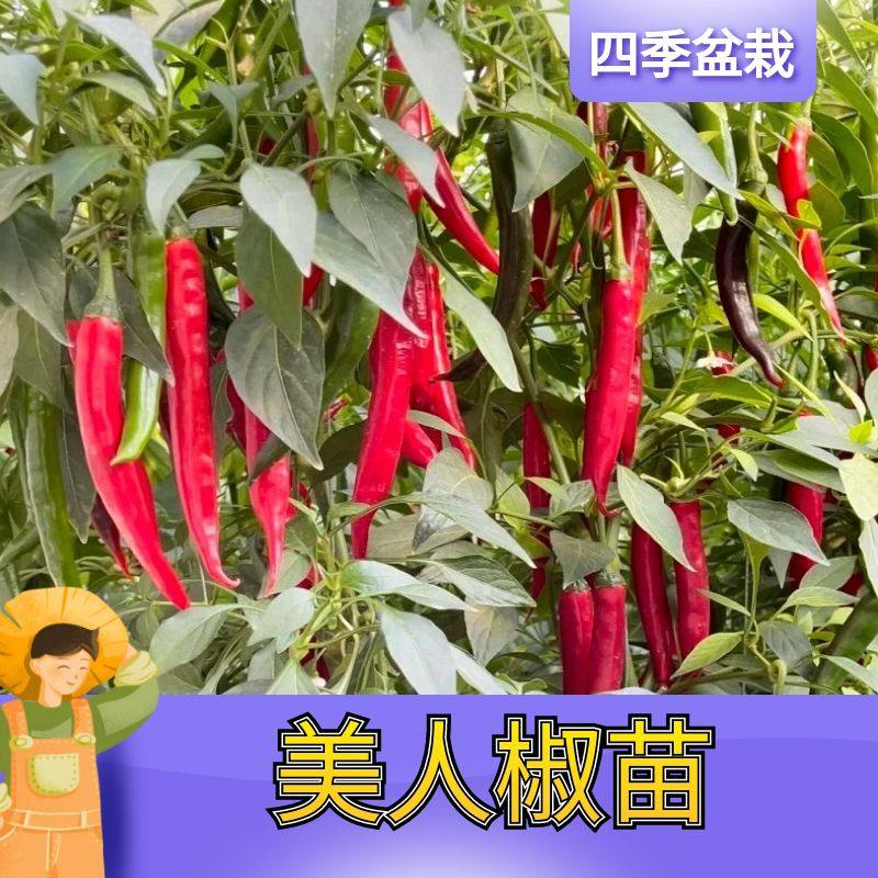 山东寿光摘不败香辣美人椒