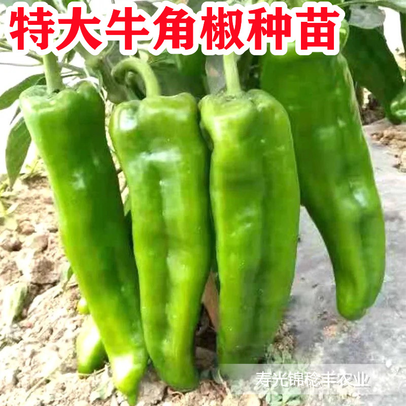 特大牛角椒种子高产辣籽长