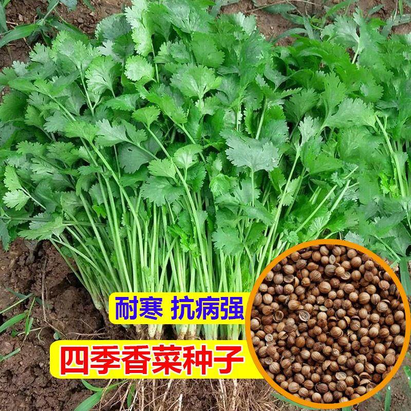 四季香菜籽种大小叶蔬孑新