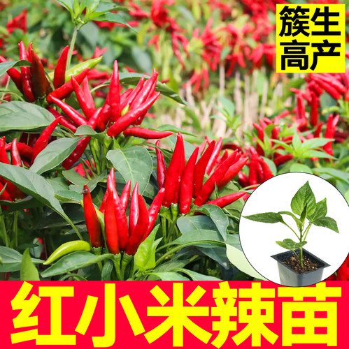 山东寿光特辣红小米苗秧带