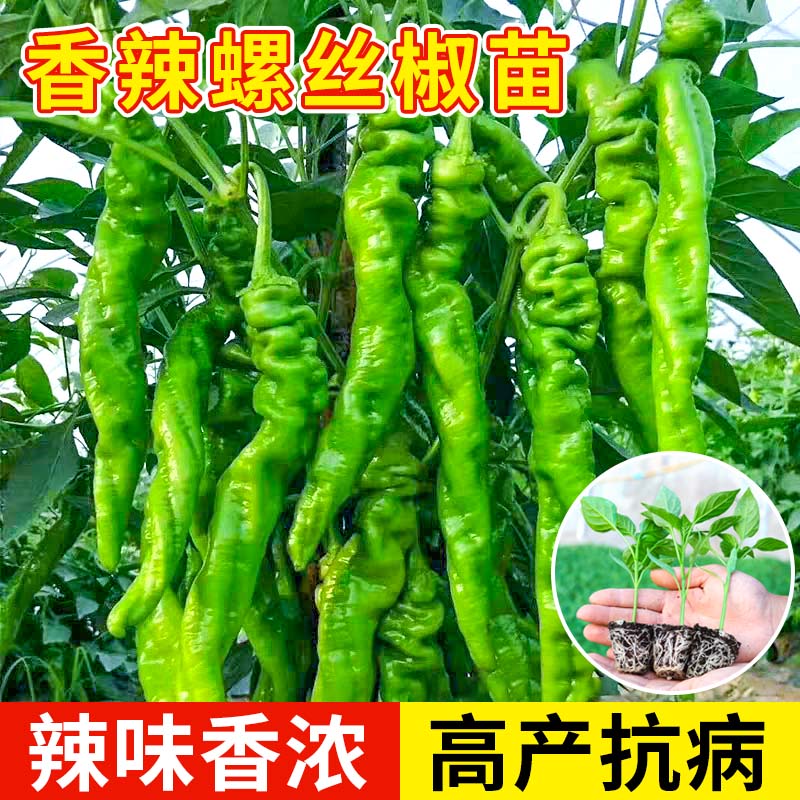 大果香辣螺丝椒苗秧线七彩