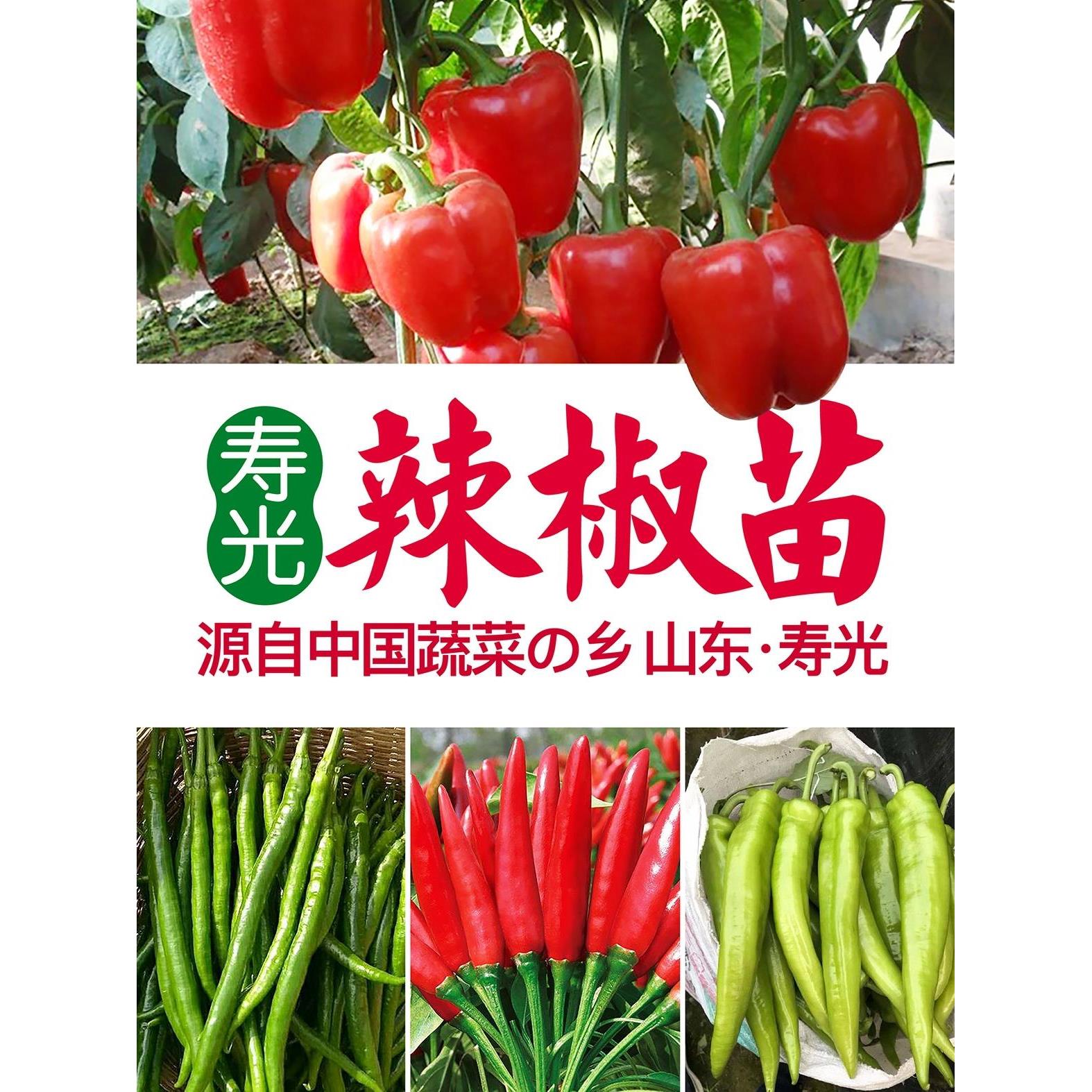 寿光辣椒苗美人种子青尖朝