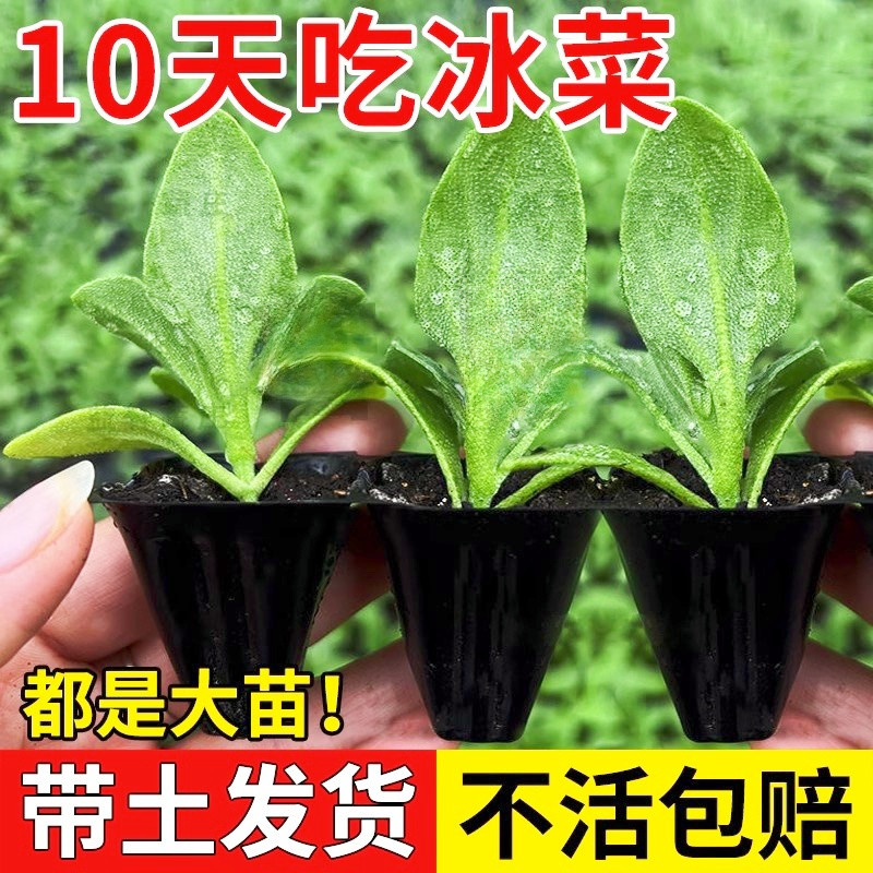 【卖爆了】水晶冰菜秧苗草