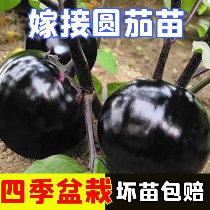 嫁接圆茄秧苗嫁接苗四季盆栽阳台