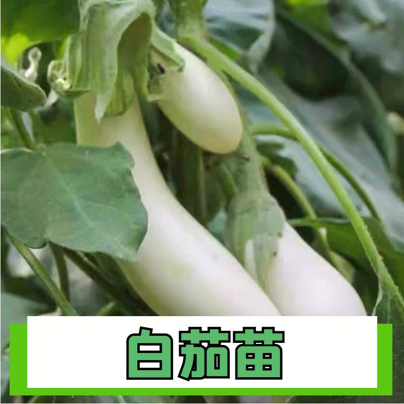白雪公主长茄苗白长茄子苗