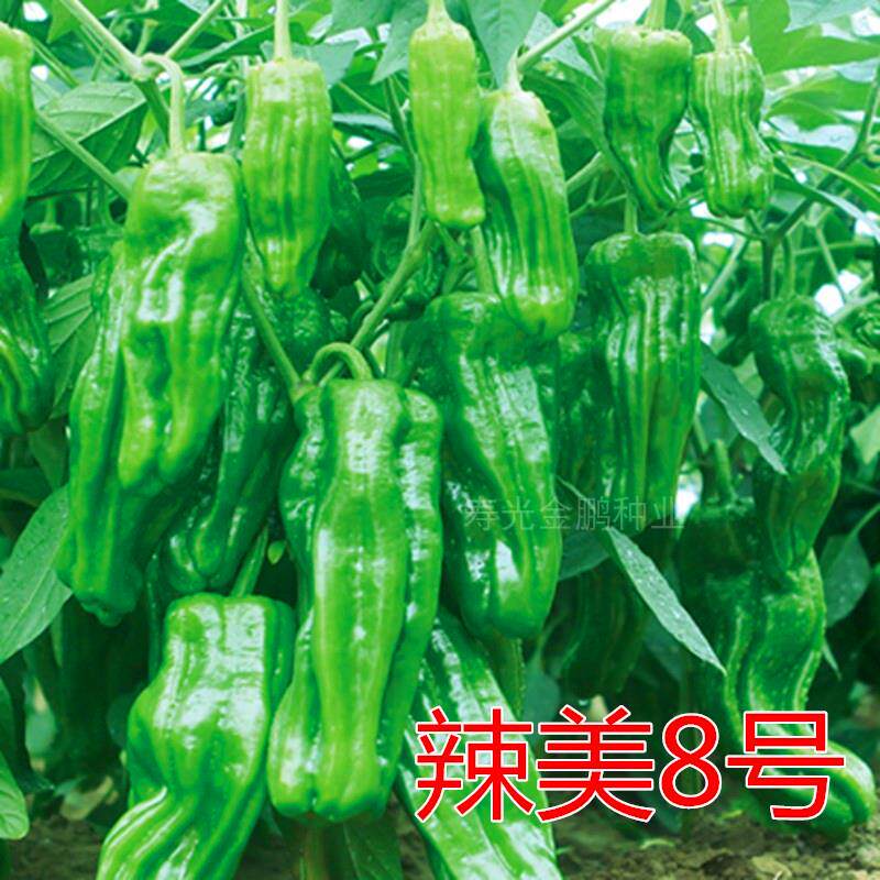 薄皮椒种子虎皱泡芜湖苏辣