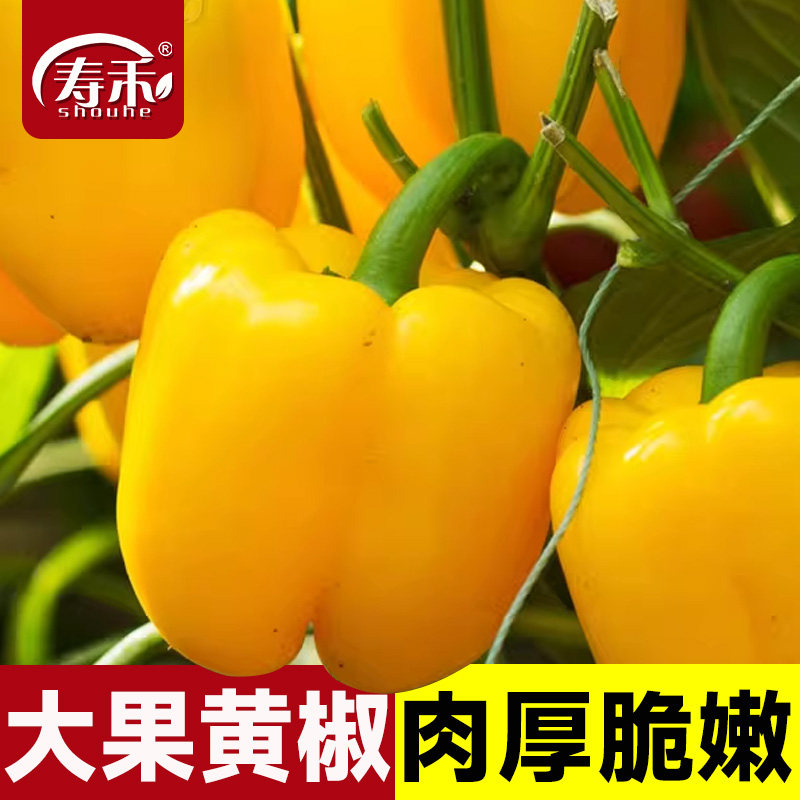 彩色黄甜椒苗辣种籽子孑阳