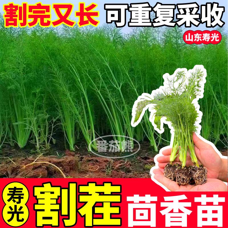 割茬茴香苗秧种子四季盆栽