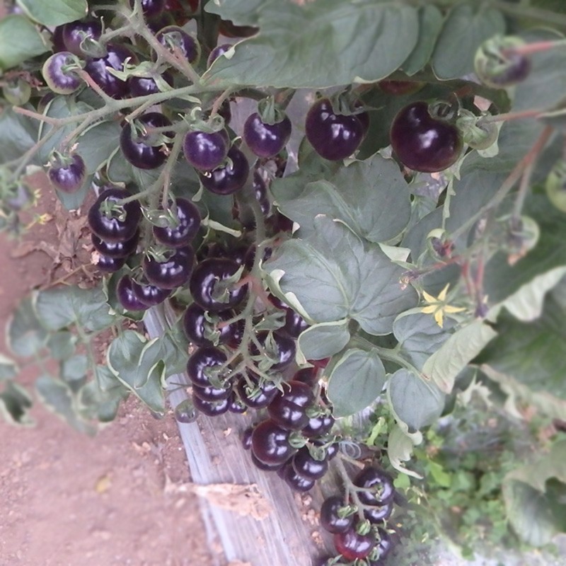 小黑番茄苗蔬菜秧四季盆栽