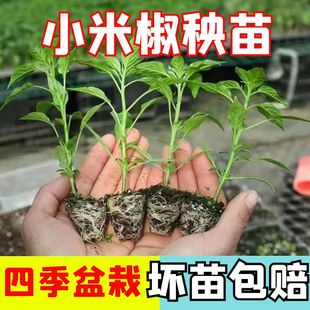 种植盆栽蔬菜种孑大全 小米椒秧苗辣椒秧苗小米辣青椒树苗秧苗四季