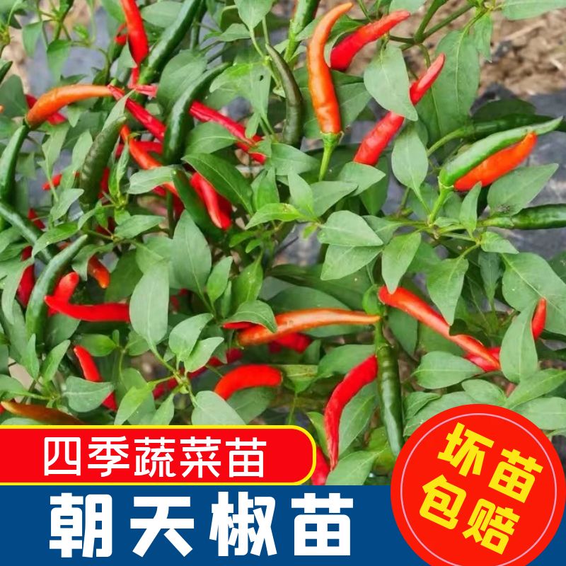 朝天椒种子籽辣苗小米树春