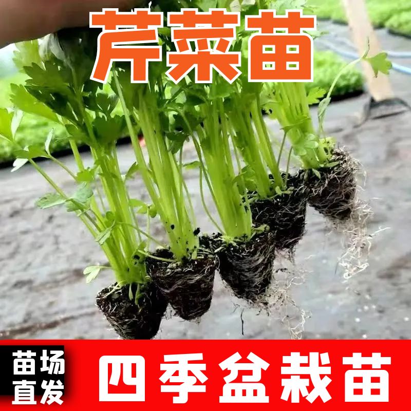 皇后西芹秧苗大芹菜苗子四季高产