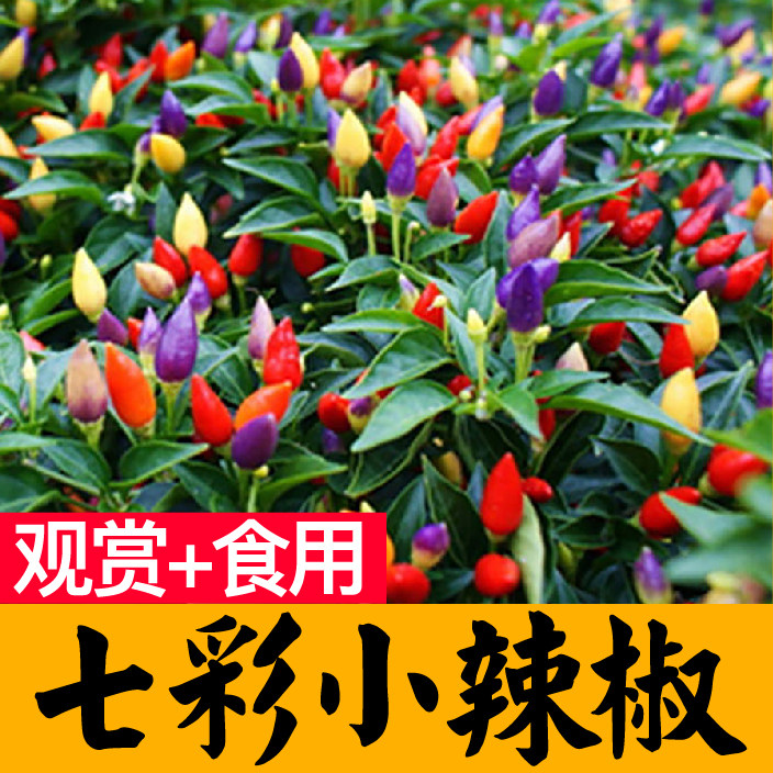多彩七五六小尖椒辣秧苗四