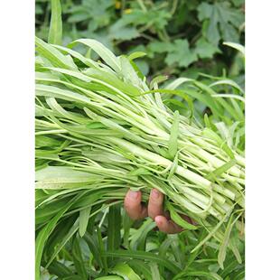 白梗空心菜种籽苗带根种子四季通菜菜苗蔬菜水孑大叶柳叶籽种青菜