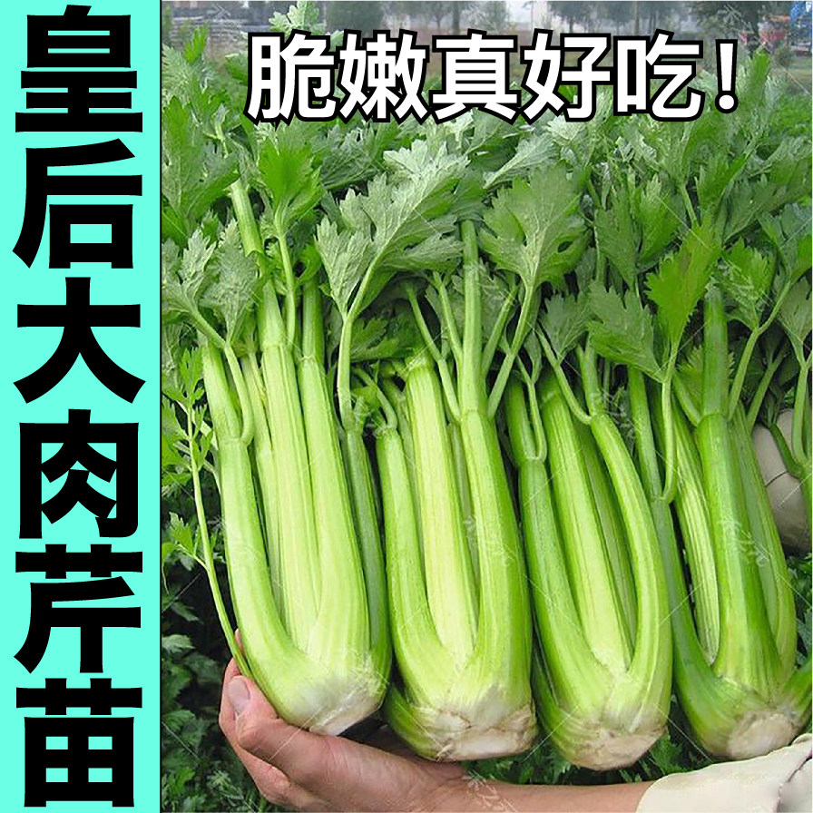 皇后大肉芹菜苗秧种子四季