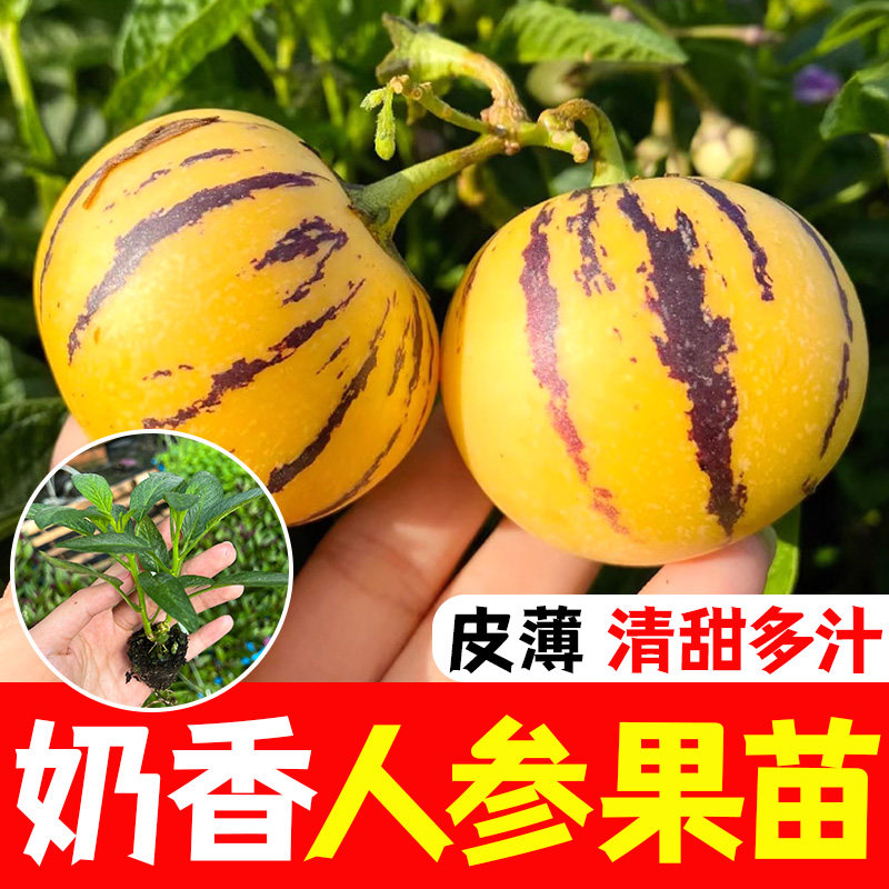人参果苗树水秧幼心阳台种