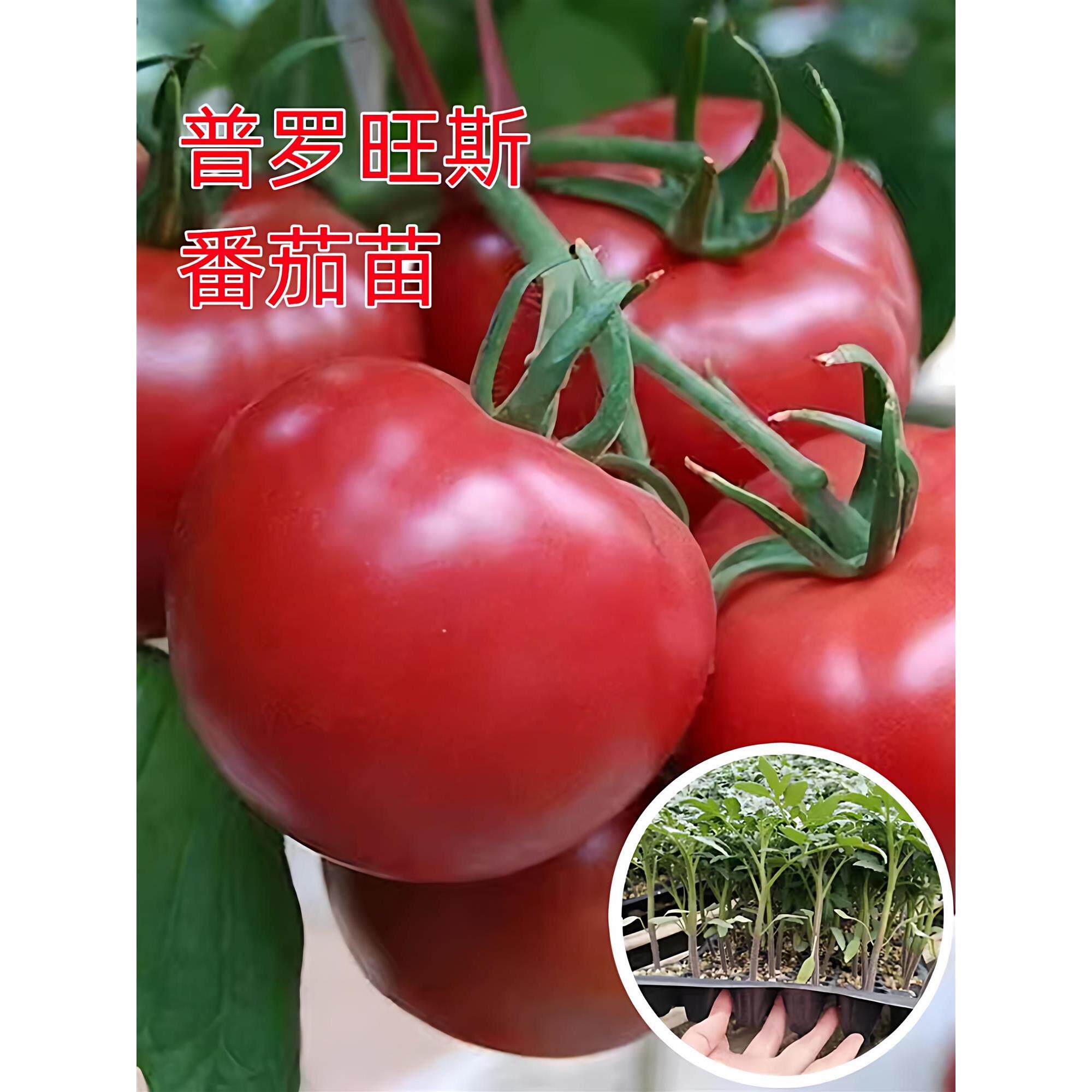 普罗旺斯番茄苗秧口感沙瓤