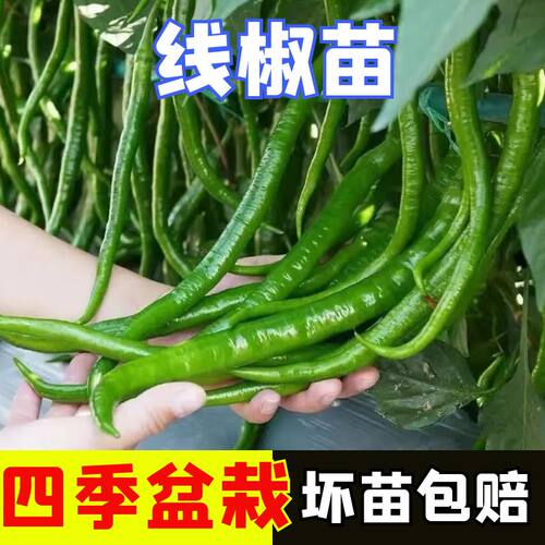 线椒秧苗线椒苗四季高产阳台