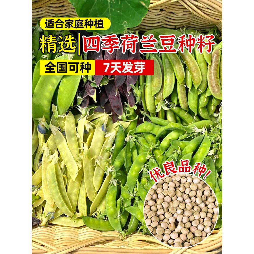 荷兰豆种籽子何孑高产四季