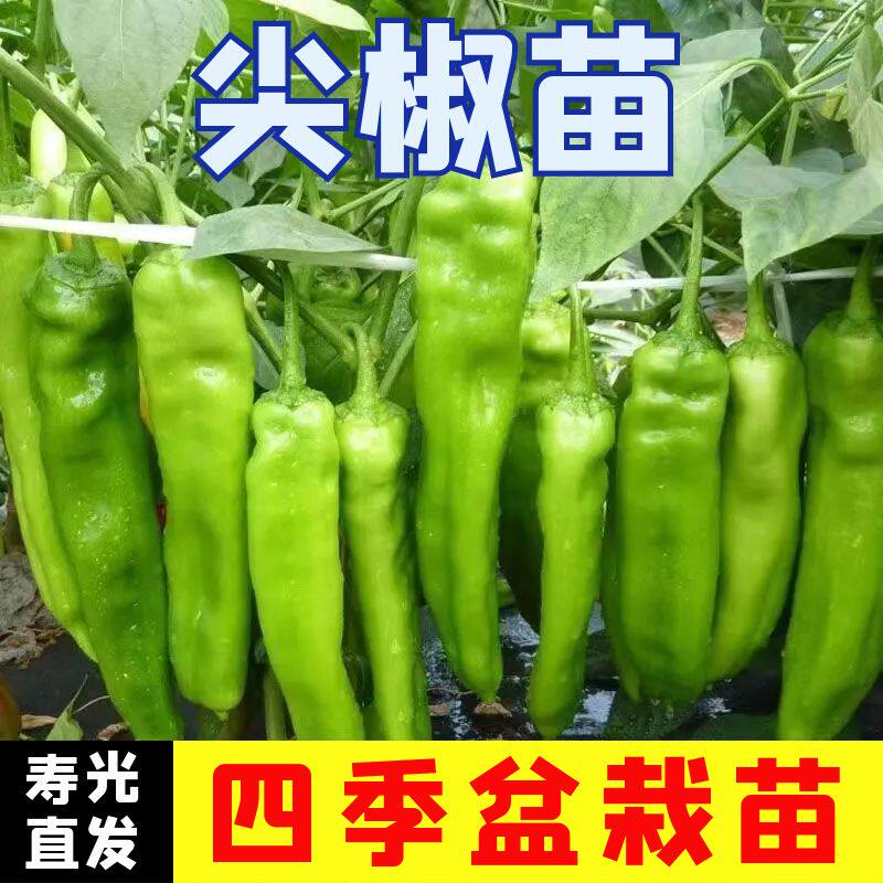 尖椒秧苗不辣特大牛角椒苗