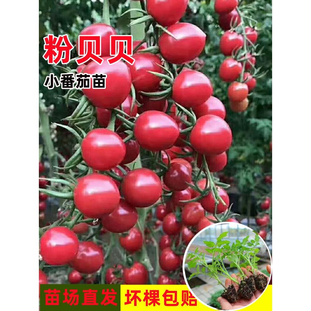 粉贝樱桃番茄苗秧千禧圣女